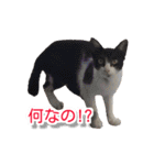 ぶすかわネコの日常（個別スタンプ：12）