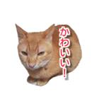 ぶすかわネコの日常（個別スタンプ：13）
