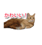 ぶすかわネコの日常（個別スタンプ：14）