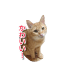 ぶすかわネコの日常（個別スタンプ：15）