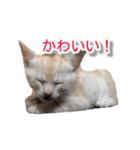 ぶすかわネコの日常（個別スタンプ：16）