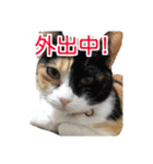 ぶすかわネコの日常（個別スタンプ：17）