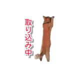 ぶすかわネコの日常（個別スタンプ：18）