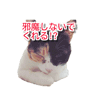 ぶすかわネコの日常（個別スタンプ：19）