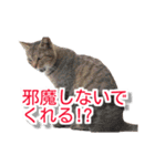 ぶすかわネコの日常（個別スタンプ：20）