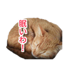 ぶすかわネコの日常（個別スタンプ：21）