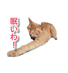ぶすかわネコの日常（個別スタンプ：22）