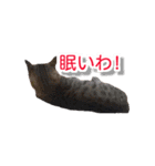 ぶすかわネコの日常（個別スタンプ：23）