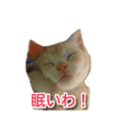 ぶすかわネコの日常（個別スタンプ：24）