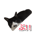 ぶすかわネコの日常（個別スタンプ：25）