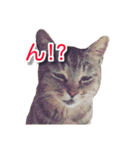 ぶすかわネコの日常（個別スタンプ：26）