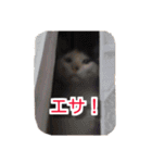 ぶすかわネコの日常（個別スタンプ：29）