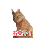 ぶすかわネコの日常（個別スタンプ：30）