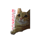 ぶすかわネコの日常（個別スタンプ：31）