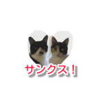 ぶすかわネコの日常（個別スタンプ：36）
