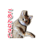 ぶすかわネコの日常（個別スタンプ：37）