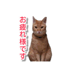 ぶすかわネコの日常（個別スタンプ：38）