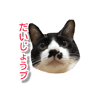 ぶすかわネコの日常（個別スタンプ：39）