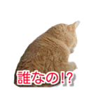 ぶすかわネコの日常（個別スタンプ：40）