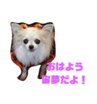 チワワの宙夢スタンプ（個別スタンプ：1）