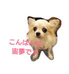 チワワの宙夢スタンプ（個別スタンプ：3）