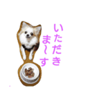チワワの宙夢スタンプ（個別スタンプ：5）