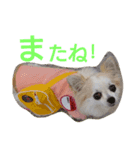 チワワの宙夢スタンプ（個別スタンプ：7）