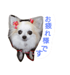 チワワの宙夢スタンプ（個別スタンプ：8）