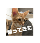 レオヨナくん③（個別スタンプ：2）