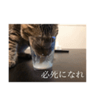 るん 保護猫ちゃん（個別スタンプ：3）