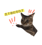 るん 保護猫ちゃん（個別スタンプ：4）