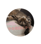 るん 保護猫ちゃん（個別スタンプ：6）