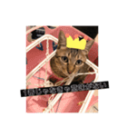 るん 保護猫ちゃん（個別スタンプ：8）