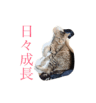 るん 保護猫ちゃん（個別スタンプ：10）