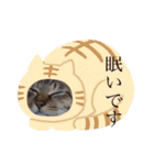 るん 保護猫ちゃん（個別スタンプ：13）