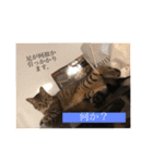 るん 保護猫ちゃん（個別スタンプ：18）
