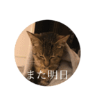 るん 保護猫ちゃん（個別スタンプ：19）