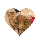 るん 保護猫ちゃん（個別スタンプ：20）