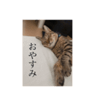 るん 保護猫ちゃん（個別スタンプ：21）