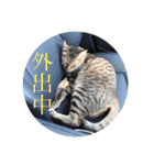 るん 保護猫ちゃん（個別スタンプ：22）