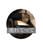 るん 保護猫ちゃん（個別スタンプ：23）