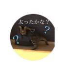 るん 保護猫ちゃん（個別スタンプ：24）