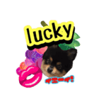 ポメラニアンlucky☆時々DJ☆たまのお友達（個別スタンプ：9）