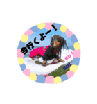 obochamas stamp（個別スタンプ：6）
