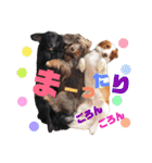 obochamas stamp（個別スタンプ：7）