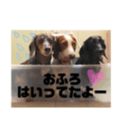 obochamas stamp（個別スタンプ：10）