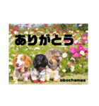 obochamas stamp（個別スタンプ：12）