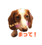 obochamas stamp（個別スタンプ：23）