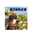 obochamas stamp（個別スタンプ：24）