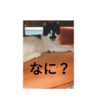 雑種ねこ英世（ひでよ）の日常。（個別スタンプ：8）